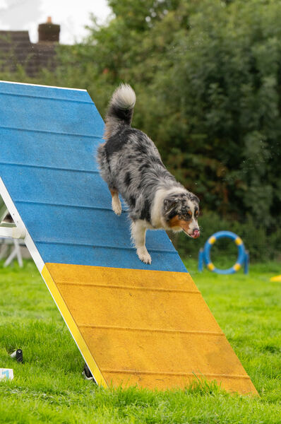 Agility 19th September — photo ASP02249