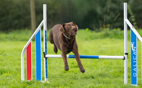 Agility 19th September — photo ASP02434