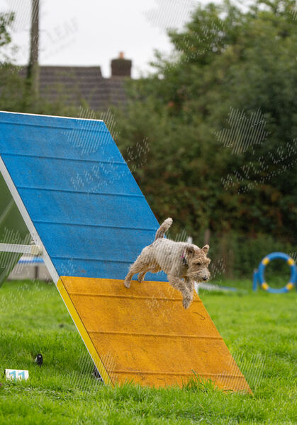 Agility 19th September — photo ASP02329
