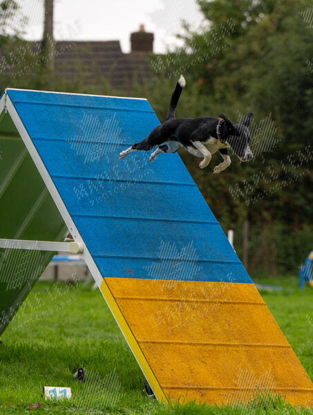 Agility 19th September — photo ASP02261