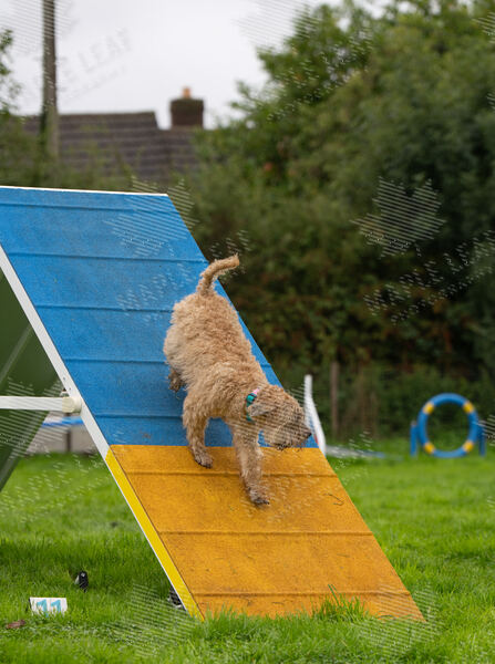 Agility 19th September — photo ASP02373