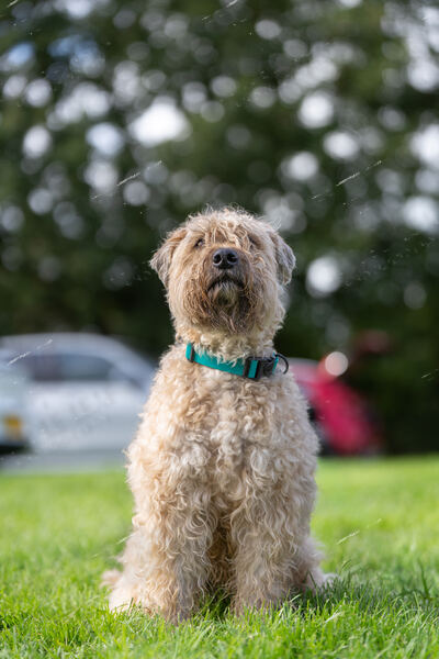 Agility 19th September — photo ASP02474