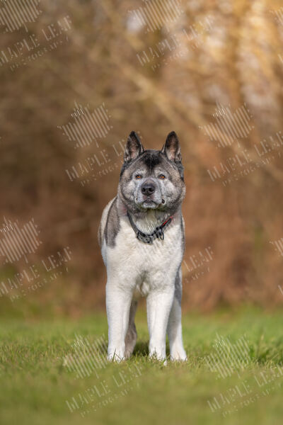 Agility 19th September — photo ASP00967