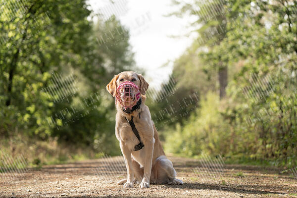 Agility 19th September — photo ASP01810