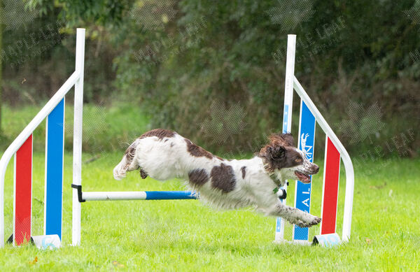 Agility 19th September — photo ASP02348-2