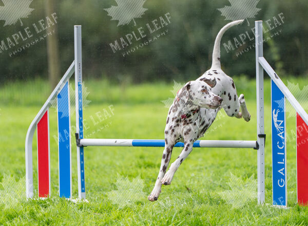 Agility 19th September — photo ASP02439