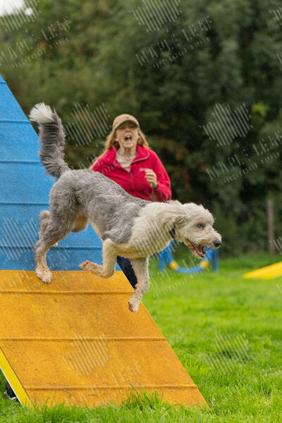 Agility 19th September — photo ASP02259-2