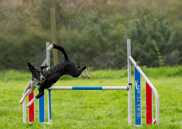 Agility 19th September — photo ASP02263