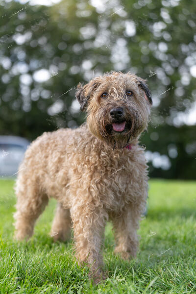 Agility 19th September — photo ASP02458