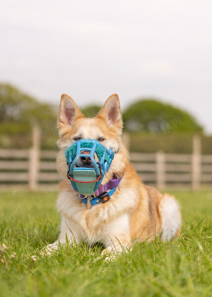 Agility 19th September — photo ASP00327