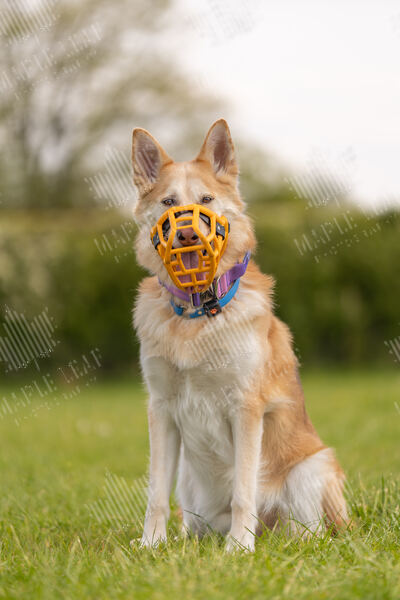 Agility 19th September — photo ASP00224