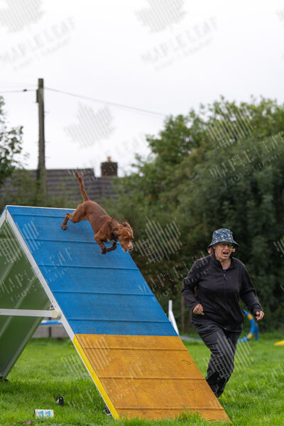 Agility 19th September — photo ASP02314-2