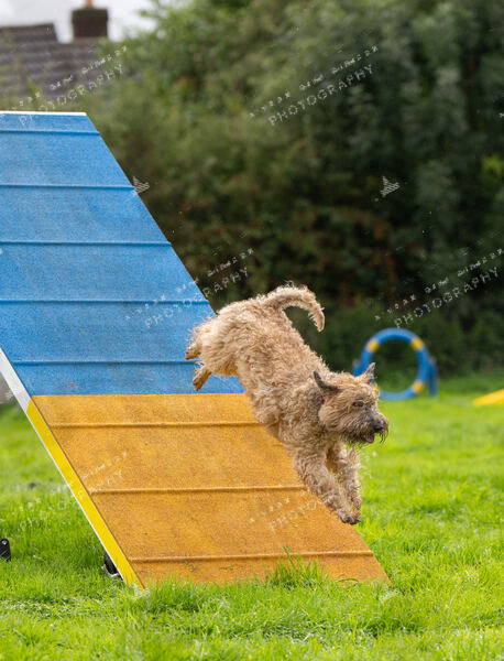 Agility 19th September — photo ASP02358