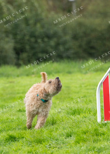 Agility 19th September — photo ASP02378