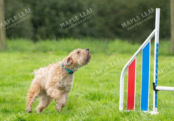 Agility 19th September — photo ASP02379