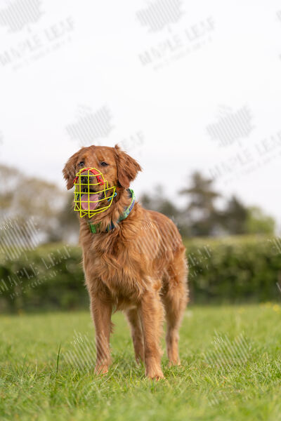 Agility 19th September — photo ASP00377
