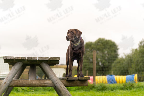 Agility 19th September — photo ASP02244