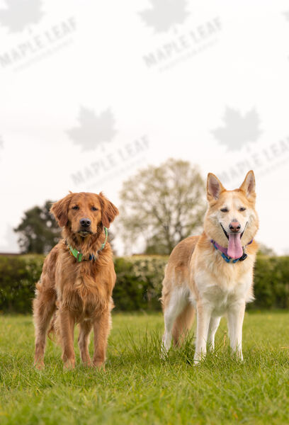 Agility 19th September — photo ASP00462-2