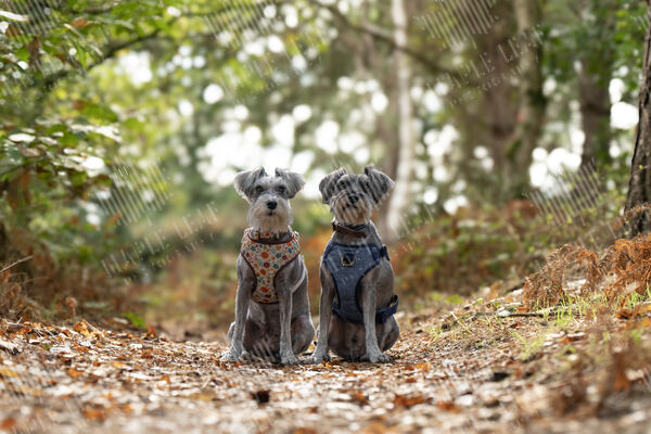 Agility 19th September — photo ASP01318