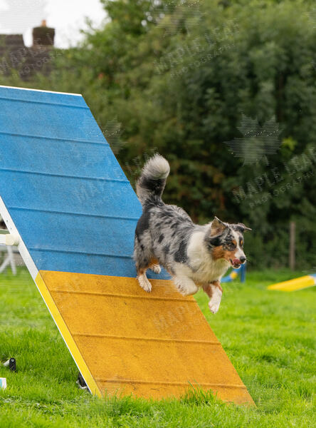 Agility 19th September — photo ASP02250
