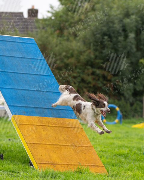 Agility 19th September — photo ASP02351