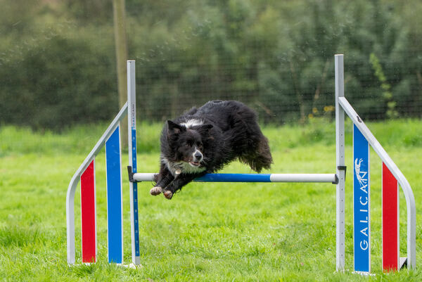Agility 19th September — photo ASP02288-2