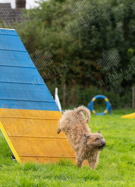 Agility 19th September — photo ASP02365