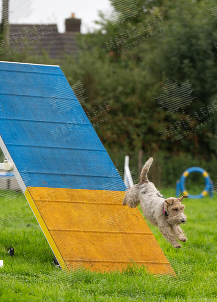 Agility 19th September — photo ASP02330
