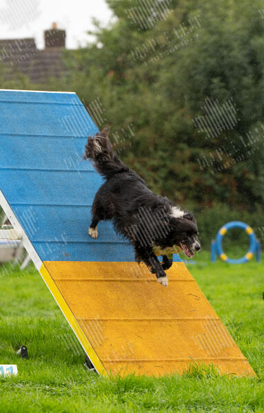 Agility 19th September — photo ASP02291-2