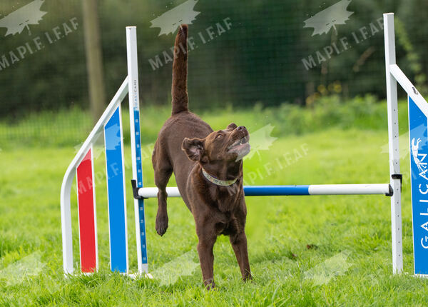 Agility 19th September — photo ASP02435
