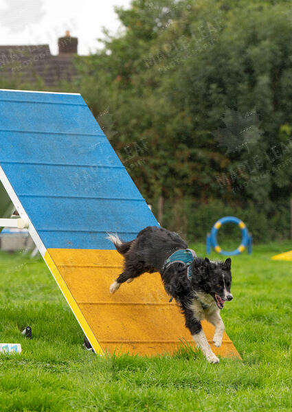 Agility 19th September — photo ASP02281-2
