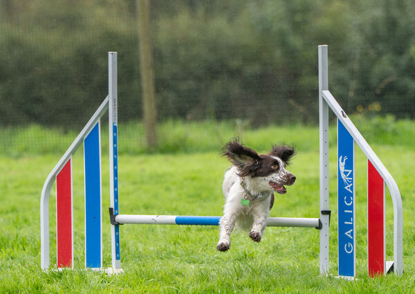 Agility 19th September — photo ASP02346