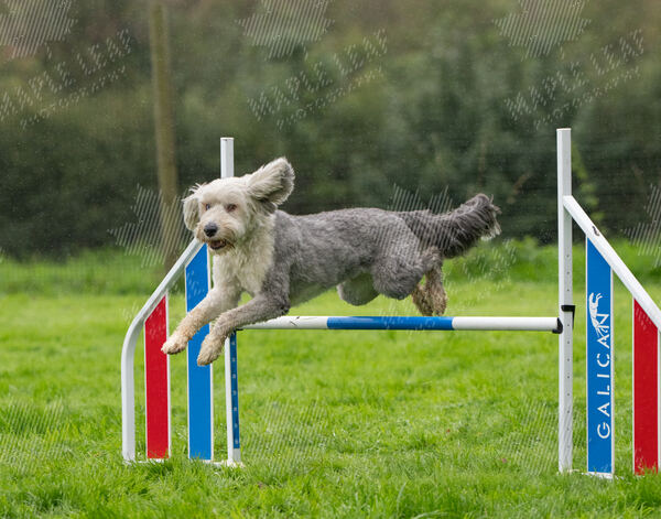 Agility 19th September — photo ASP02256-2