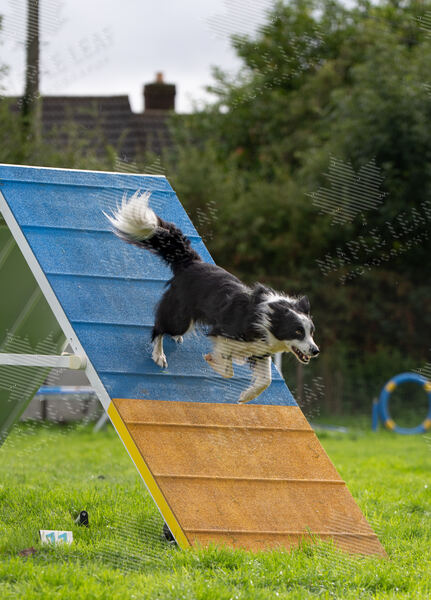 Agility 19th September — photo ASP02401-2