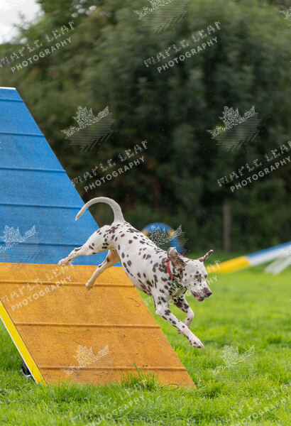 Agility 19th September — photo ASP02447