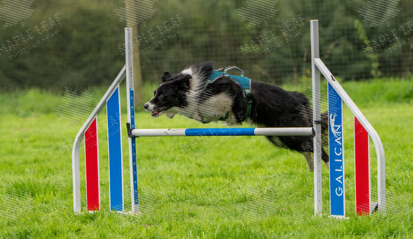 Agility 19th September — photo ASP02273