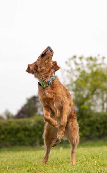 Agility 19th September — photo ASP00566