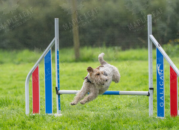 Agility 19th September — photo ASP02332
