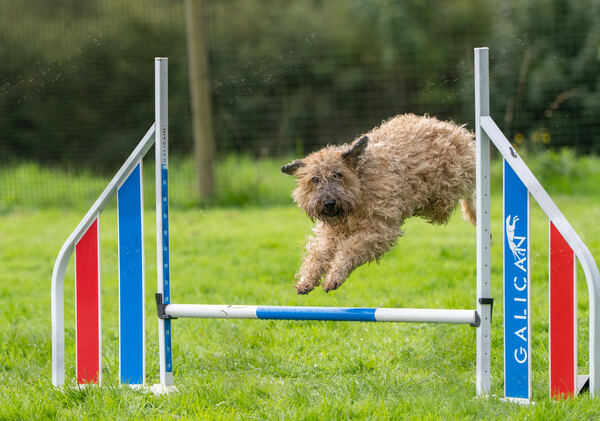Agility 19th September — photo ASP02360