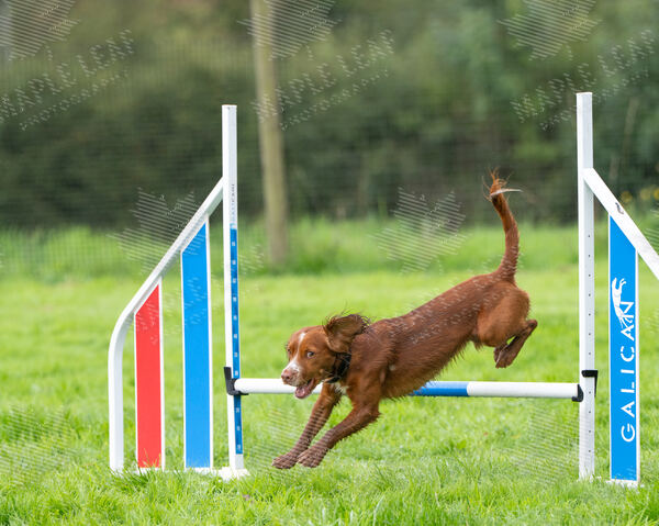 Agility 19th September — photo ASP02315-2