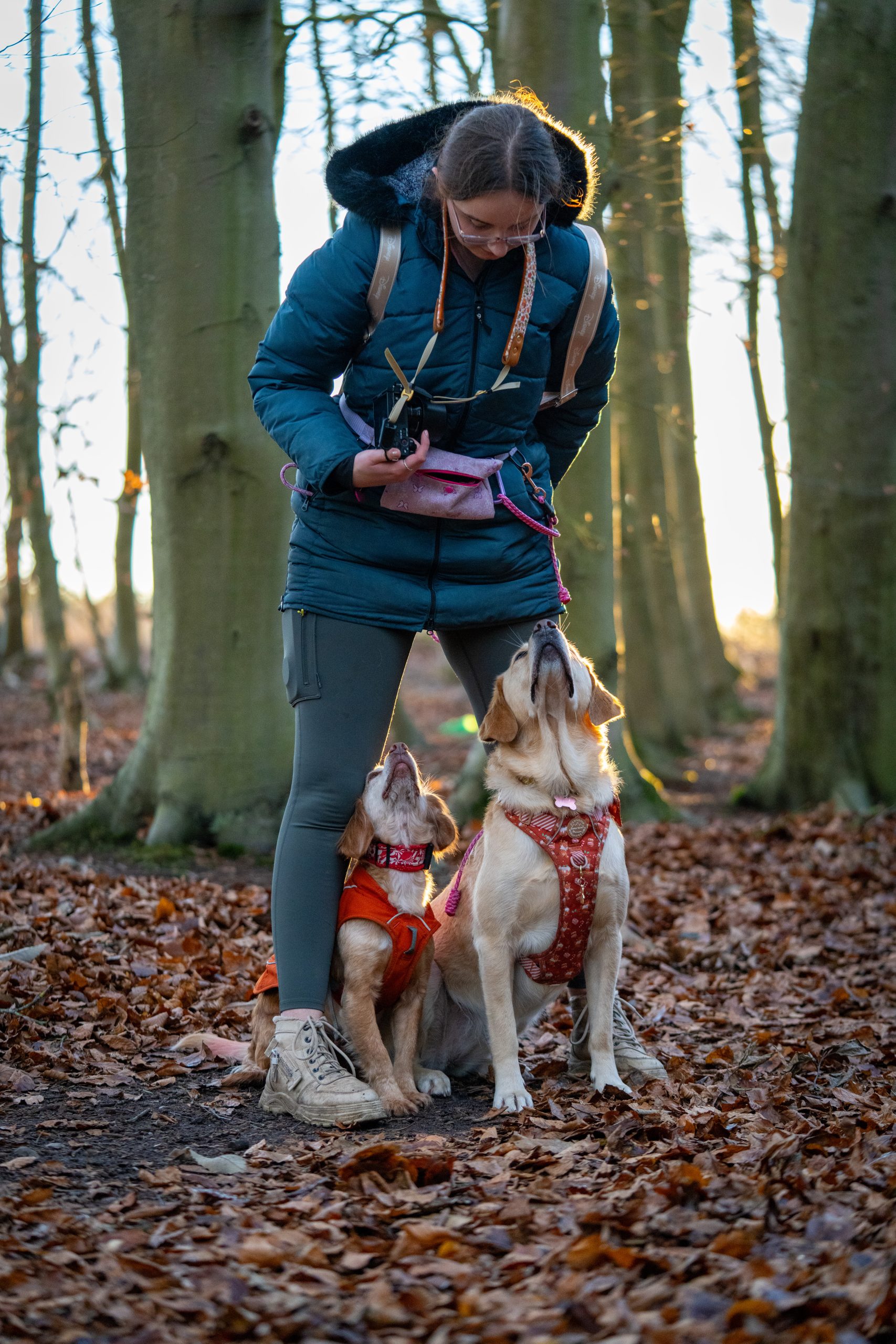 A woman in a winter coat stands in a forest surrounded by fallen leaves, looking down at two dogs sitting attentively at her feet — a Labrador and a smaller brown-and-white dog, both wearing harnesses and gazing up at her. Dog Photographer Nottinghamshire