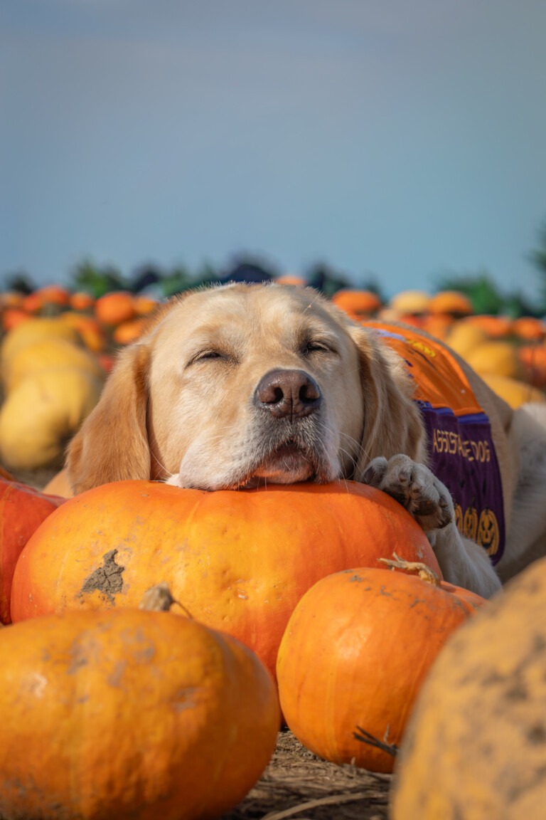 Pumpkin Patch