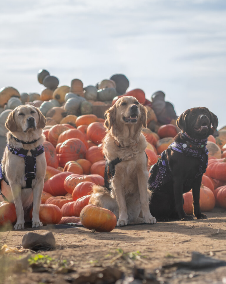 Pumpkin Patch