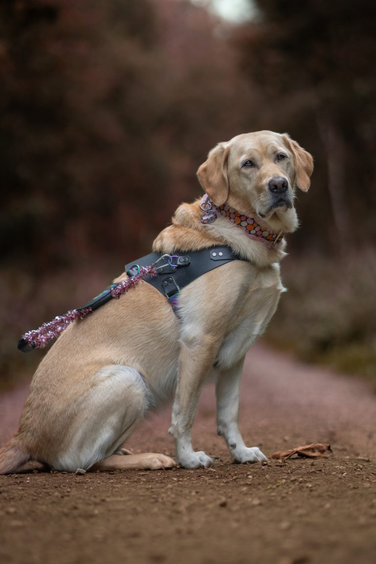 A Stunning Autumn Dog Photoshoot with Maple