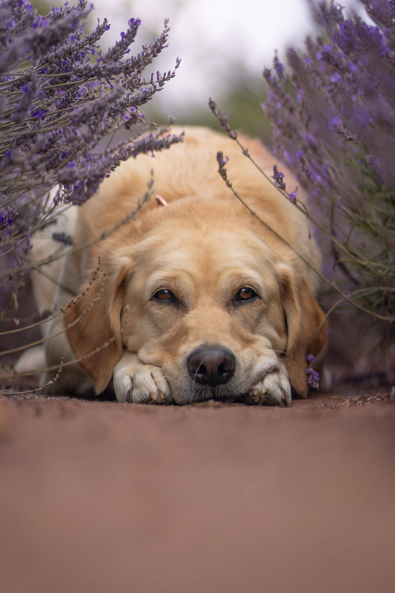 Dog Photographer Nottinghamshire – outdoor portrait of a happy labrador