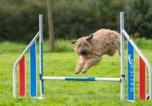 Agility 19th September