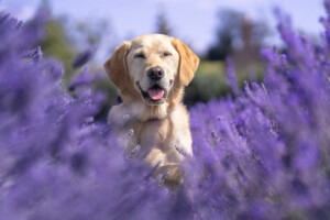Lavender 2026