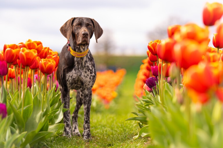 Tulips 2026
